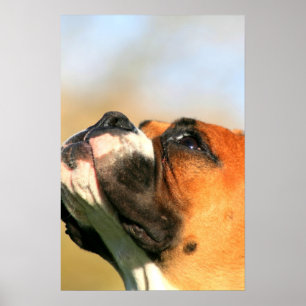 Poster do filhote de cachorro do pugilista