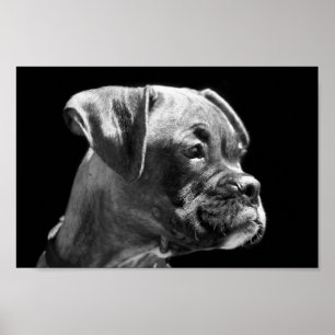 Poster do filhote de cachorro do pugilista