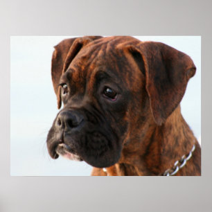 Poster do filhote de cachorro do pugilista