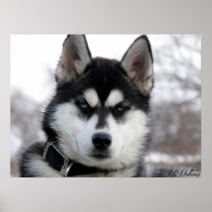 Poster do filhote de cachorro do rouco Siberian