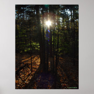 Poster do filtro da floresta