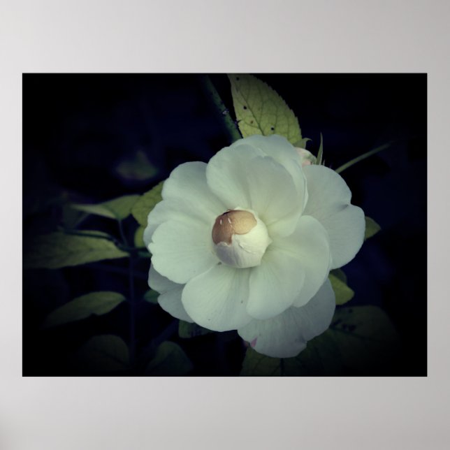 Poster do Flor Branco (Frente)