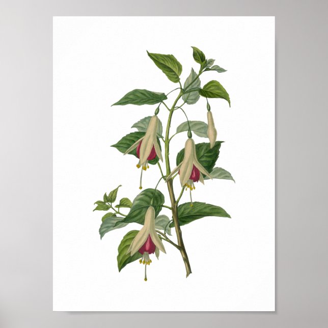 Poster do Flor Fuchsia (Frente)