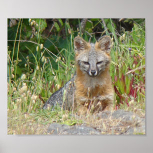 Poster do Fox cinzento