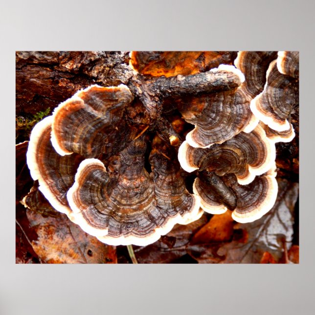 Poster do Fungi da Turquia Tails (Frente)
