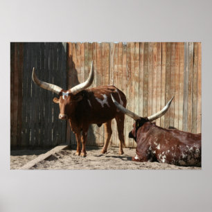 Poster do gado de Ankole-Watusi