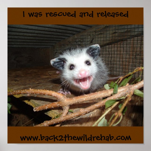 poster do gambá (Frente)