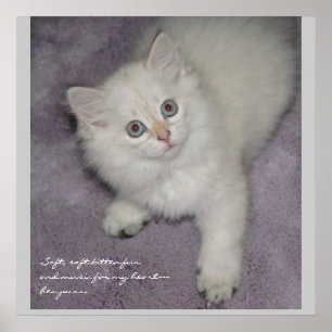 Poster do gatinho