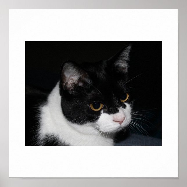 Poster do Gatinho bonito (Frente)