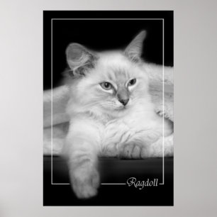 poster do gatinho do ragdoll