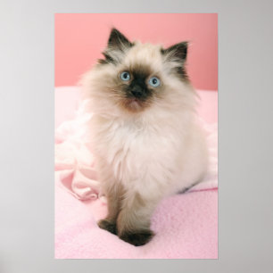 poster do gatinho do ragdoll
