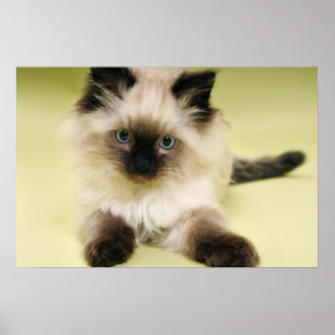 poster do gatinho do ragdoll