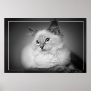 poster do gatinho do ragdoll