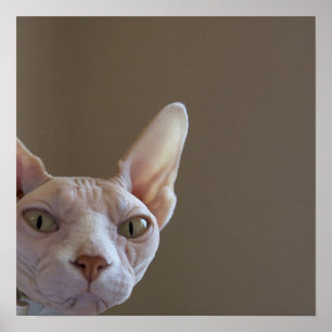 Poster do gato de Sphynx