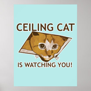 Poster do gato do teto