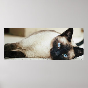 Poster do gato Siamese