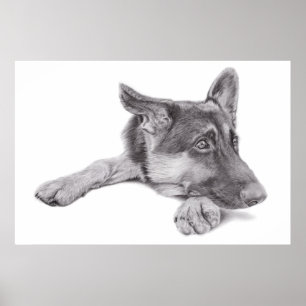 Poster do german shepherd