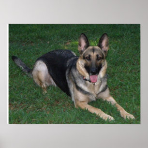 Poster do german shepherd
