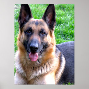 Poster do german shepherd