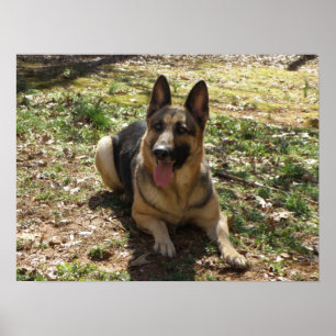 Poster do german shepherd