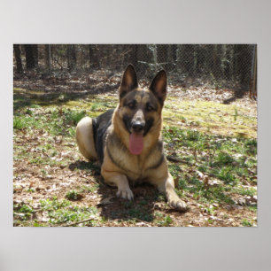Poster do german shepherd