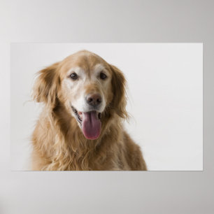 Poster do golden retriever