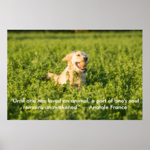 Poster do golden retriever com citações