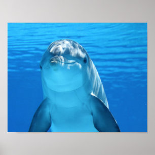 Poster do golfinho