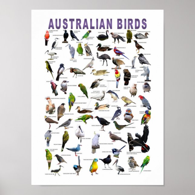 Poster do Gráfico de Aves Australiano (Frente)
