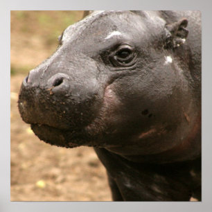 Poster do hipopótamo do pigmeu