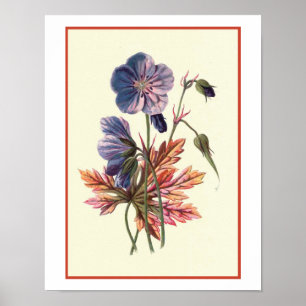 Póster Do "ilustração botânica de Cranesbill prado"
