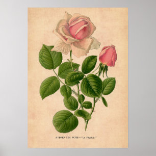 Poster do impressão do rosa do vintage