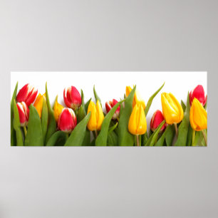 Poster do jardim da tulipa