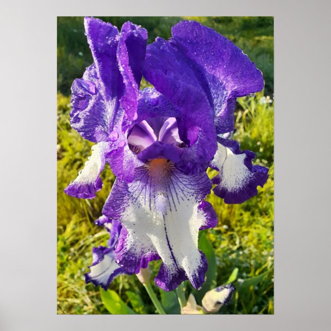 Poster do Jardim Floral Branco Iris Irises (Frente)