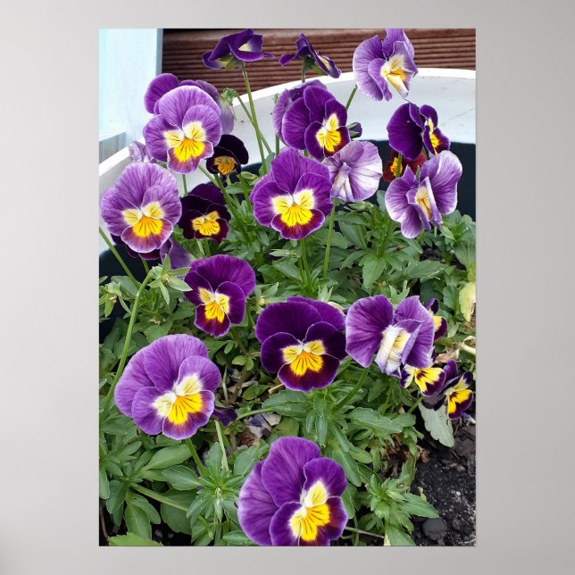 Poster do Jardim Floral de Flor Viola Violas (Frente)