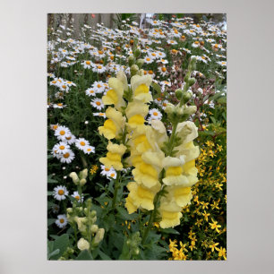 Poster do Jardim Floral de Flores do Snapdragon Da