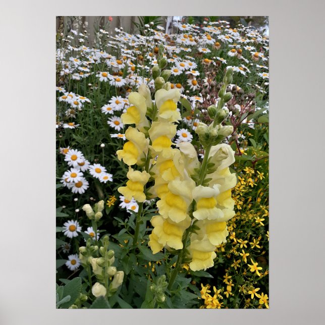 Poster do Jardim Floral de Flores do Snapdragon Da (Frente)