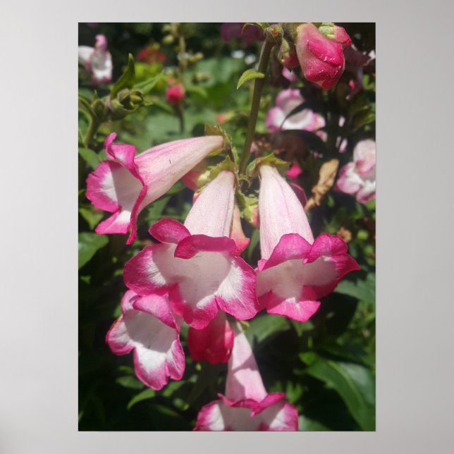 Poster do Jardim Floral de Flores Rosa Penstem (Frente)