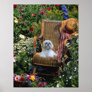 Poster do Jardim Shih Tzu