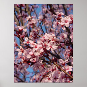 Poster do jubileu das cerejas (1)