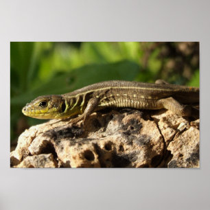 Poster do lagarto