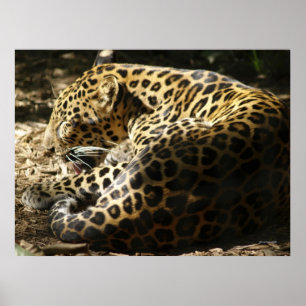Poster do leopardo