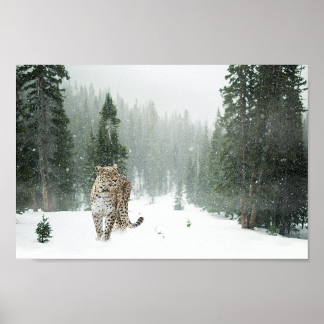 Poster do Leopardo da Neve Persa (Frente)