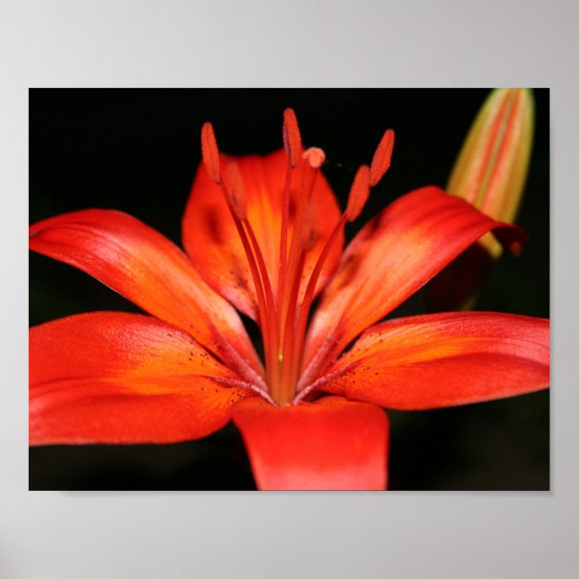 Poster do Lily Asiática Vermelha e Laranja (Frente)