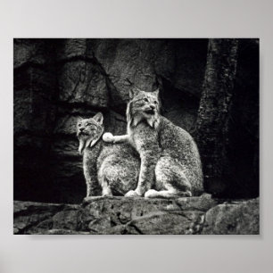 Poster do lince