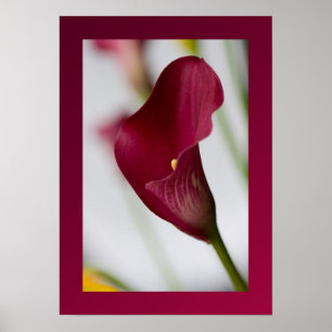Poster do lírio de Calla