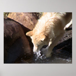 Poster do lobo cinzento