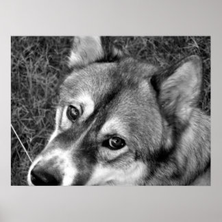 Poster do Lobo (preto e branco)