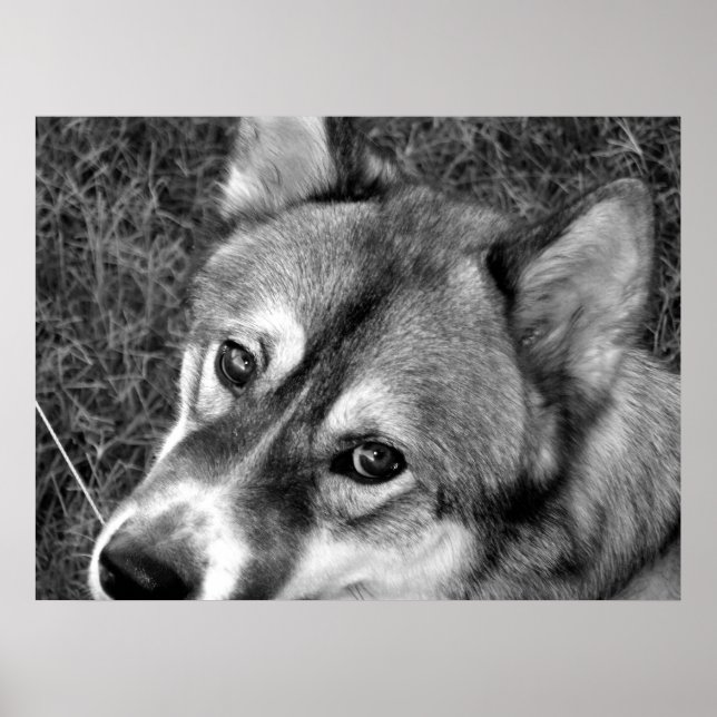 Poster do Lobo (preto e branco) (Frente)