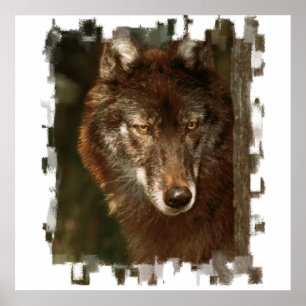 Poster do lobo solitário